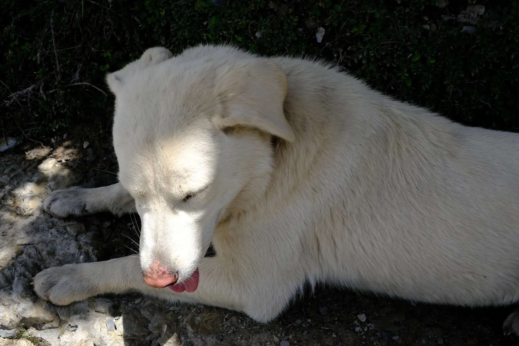 Cute Dog